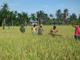 sawah seluas 100HK